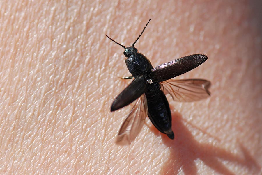 Elateridae del Civetta da ID. Hemicrepidius hirtus